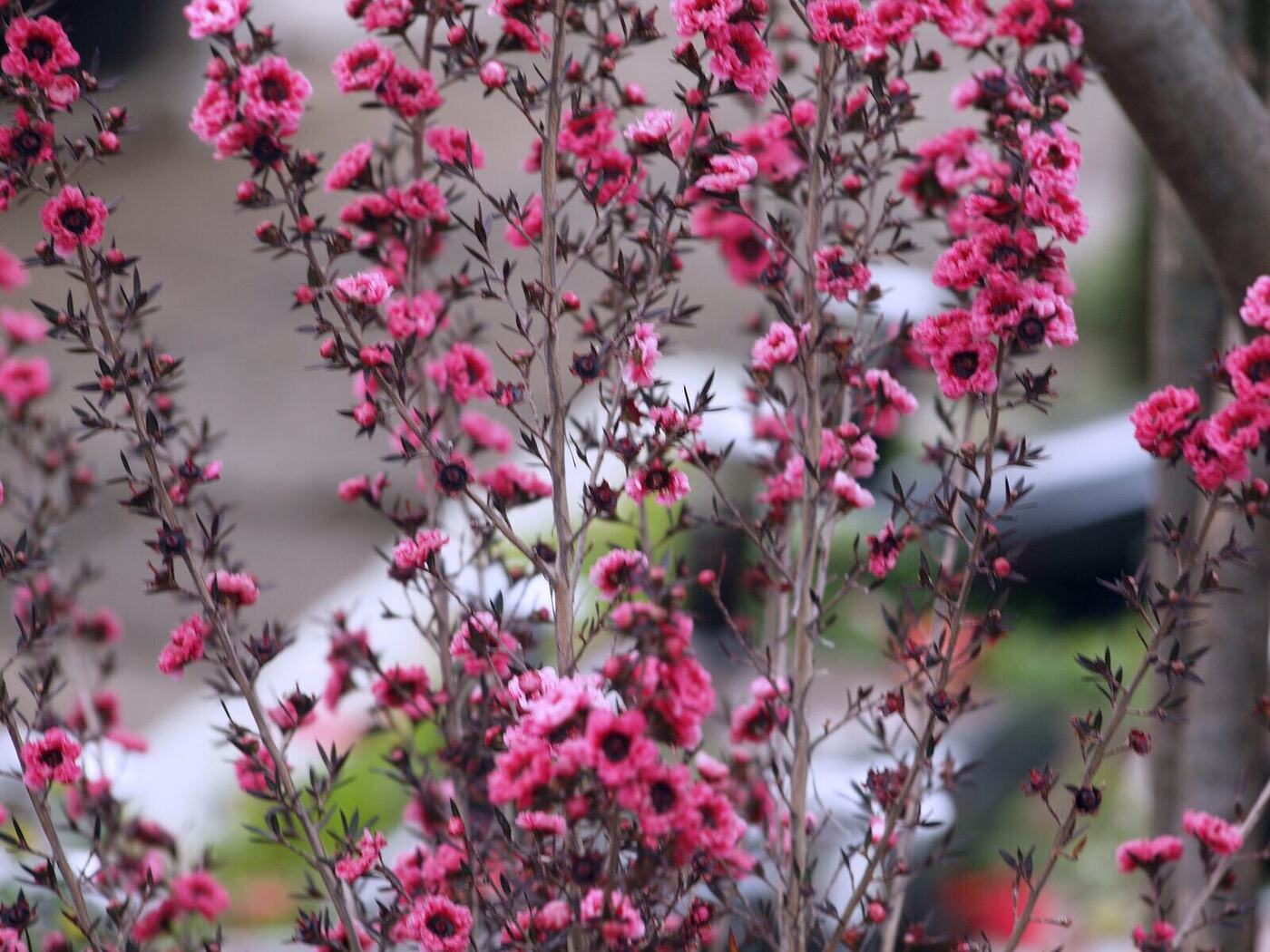 庭苑に咲くギョリュウバイの濃いピンクの花
