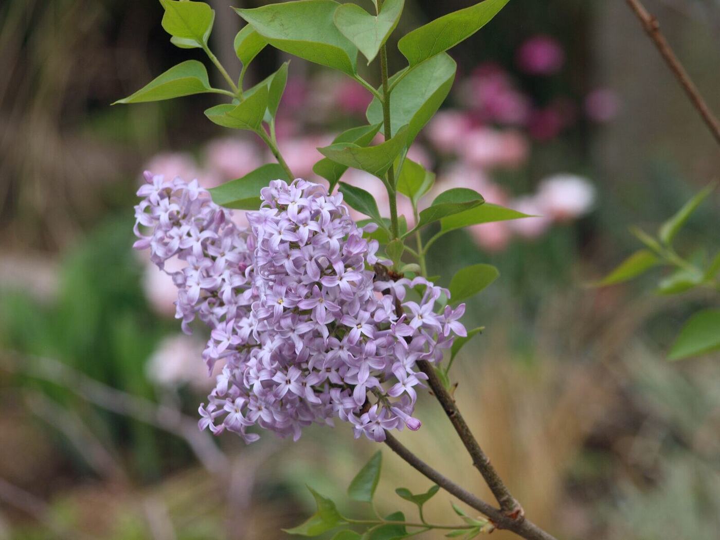 庭苑に咲くライラックの薄紫の花