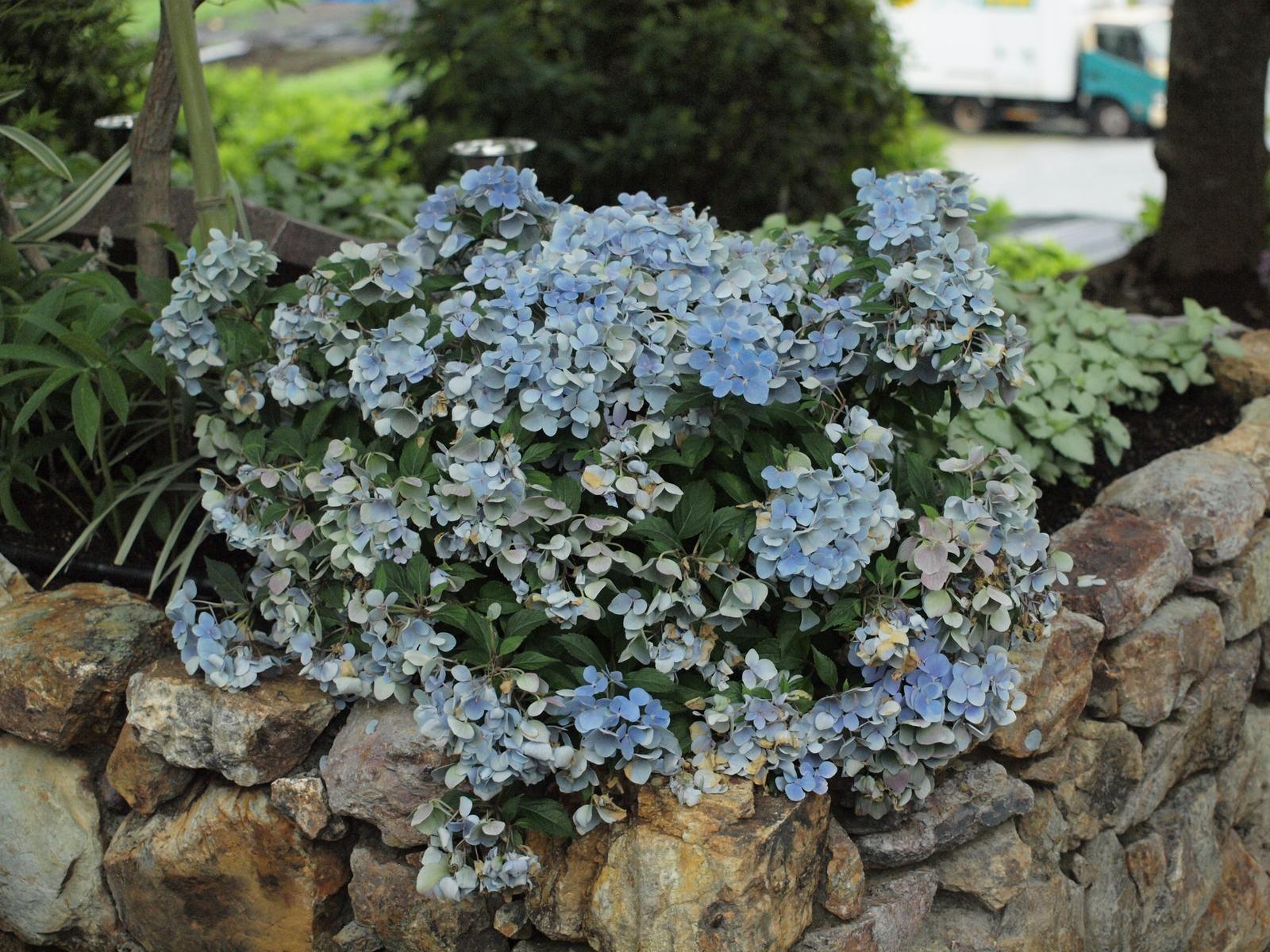 夏の庭苑