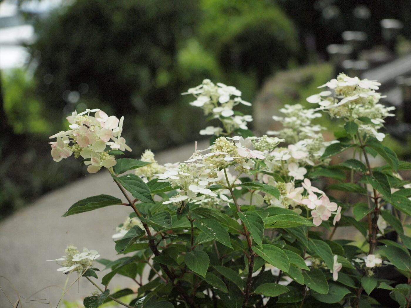 多摩さくら庭苑の樹木葬 園路沿いに咲く白いアジサイ
