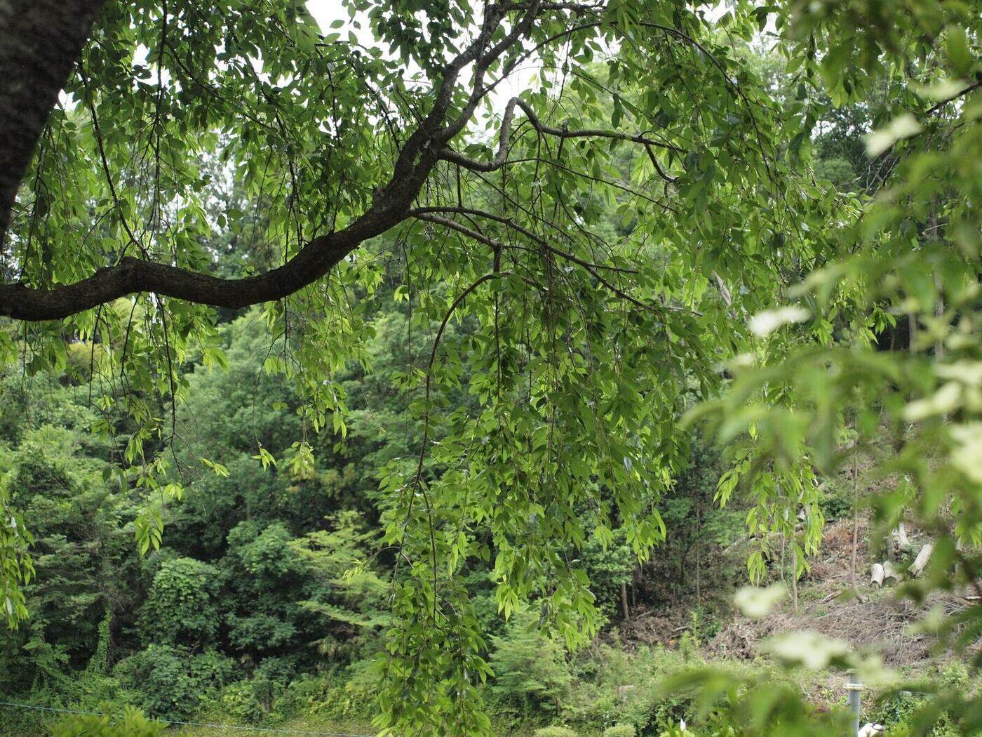 多摩さくら庭苑の枝垂れの枝越しに望む夏の緑