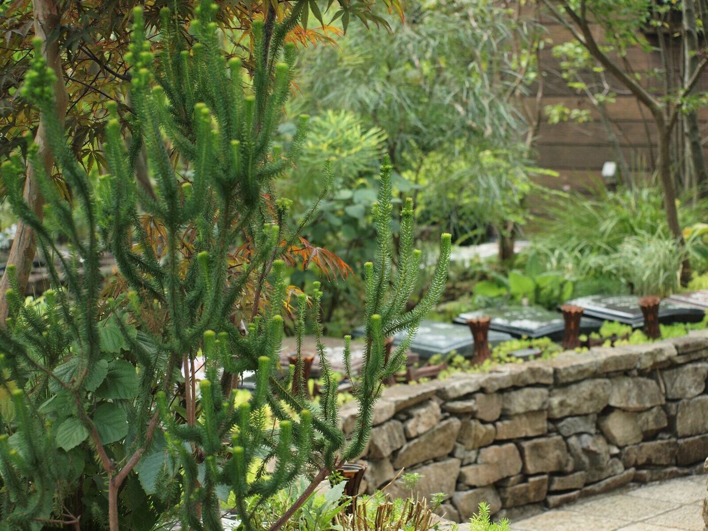 谷中庭苑の樹木葬 石積みの花壇と個性的な葉の植栽