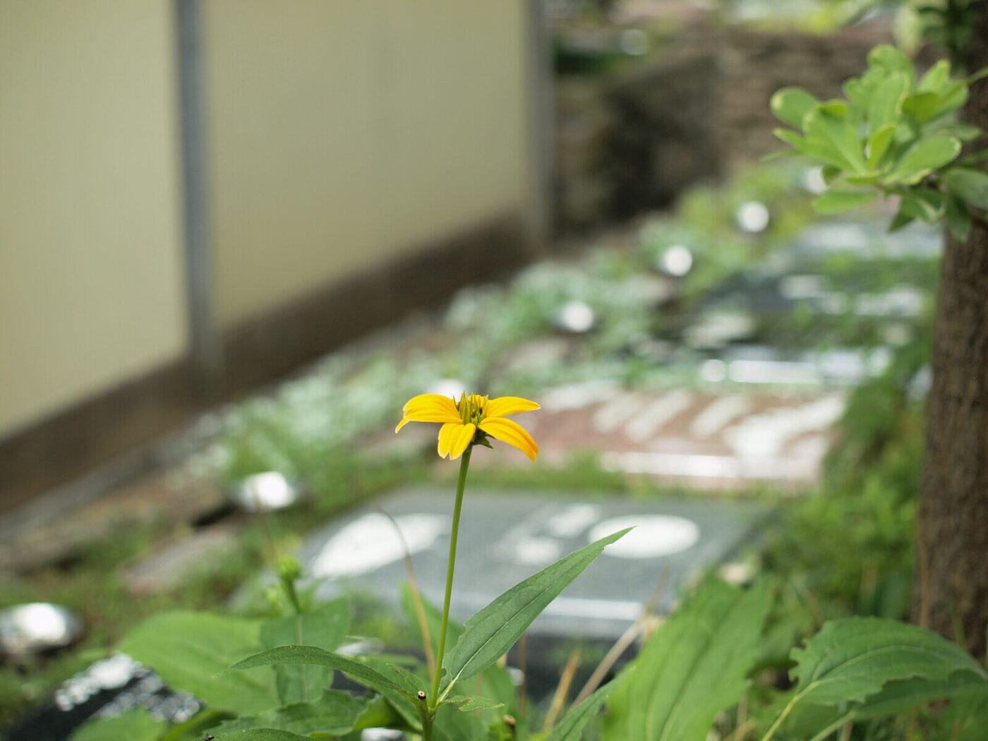 谷中庭苑の墓所のそばに咲く黄色い夏の花